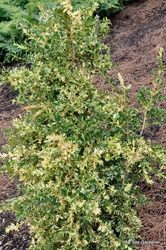 Buxus sempervirens Aureo-pendula — photo 1